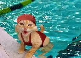 Cara Memandikan Kucing Persia Anggora