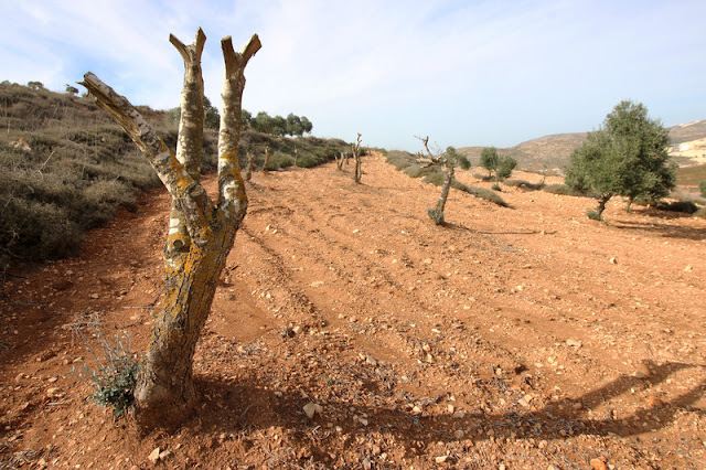 OLIVE TREE PALESTINE HISTORY - PLANT OLIVE