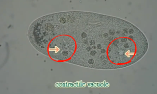 Contractile vacuole