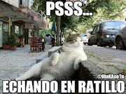 Todas las imagenes de OLA K ASE (gatos)