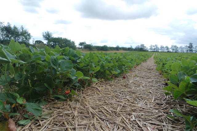 Strawberry Picking - Spilman Farm - York - Summer