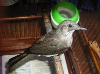  Foto gambar burung kapas tembak jawa sumatera