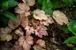 Heuchera Vienna -  Vienna Coral Bells care