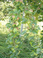 Too Heavy Apple Branches