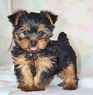 Yorkshire Terrier Puppies on Yorkshire Terrier Puppy Best Images   Puppy Photos Collection