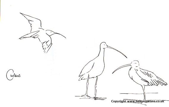 Inktober 4