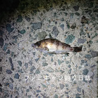 メバリングの巻かない釣りで釣ったメバル