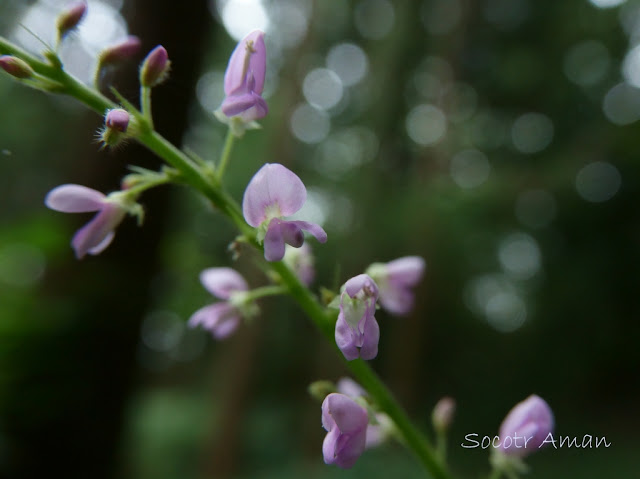 Desmodium oldhamii