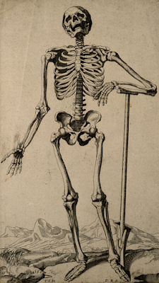 A human skeleton, seen from the front, resting the bones of his lower left arm on a spade handle. Engraving by D. M. Bonaveri, c. 1670 after a woodcut, 1543.