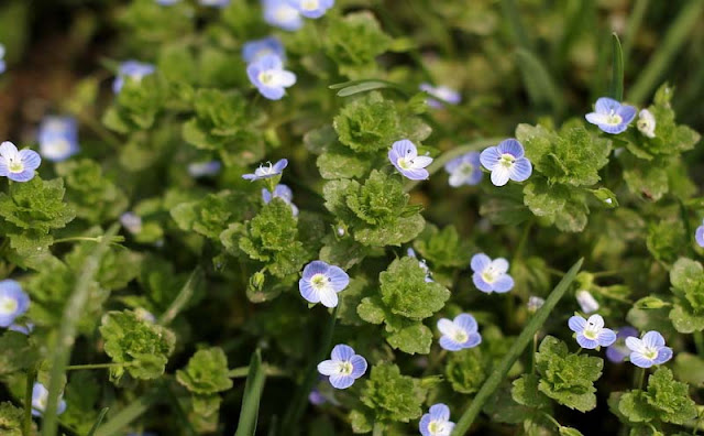 Veronica Persica Flowers Pictures