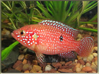 African Jewelfish Pictures