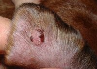 Dog Ear Treatment1