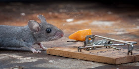 Mouse and cheese in a mousetrap, Paul Turton, mouse photos