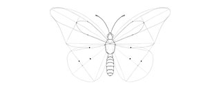 how-to-draw-butterfly-3-3