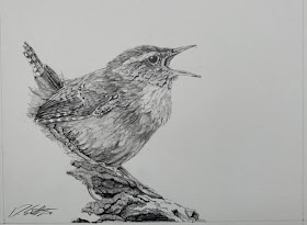 09-Wren-Animal-Drawings-Dave-Salter-www-designstack-co