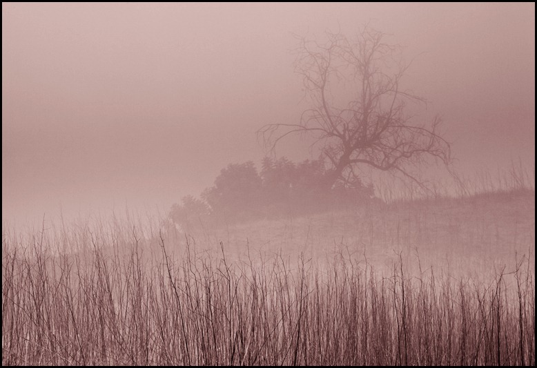 CarbonCanyonFog-20