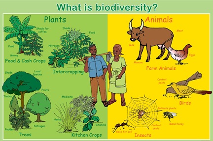 Biodiversity