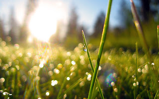 nature rain image