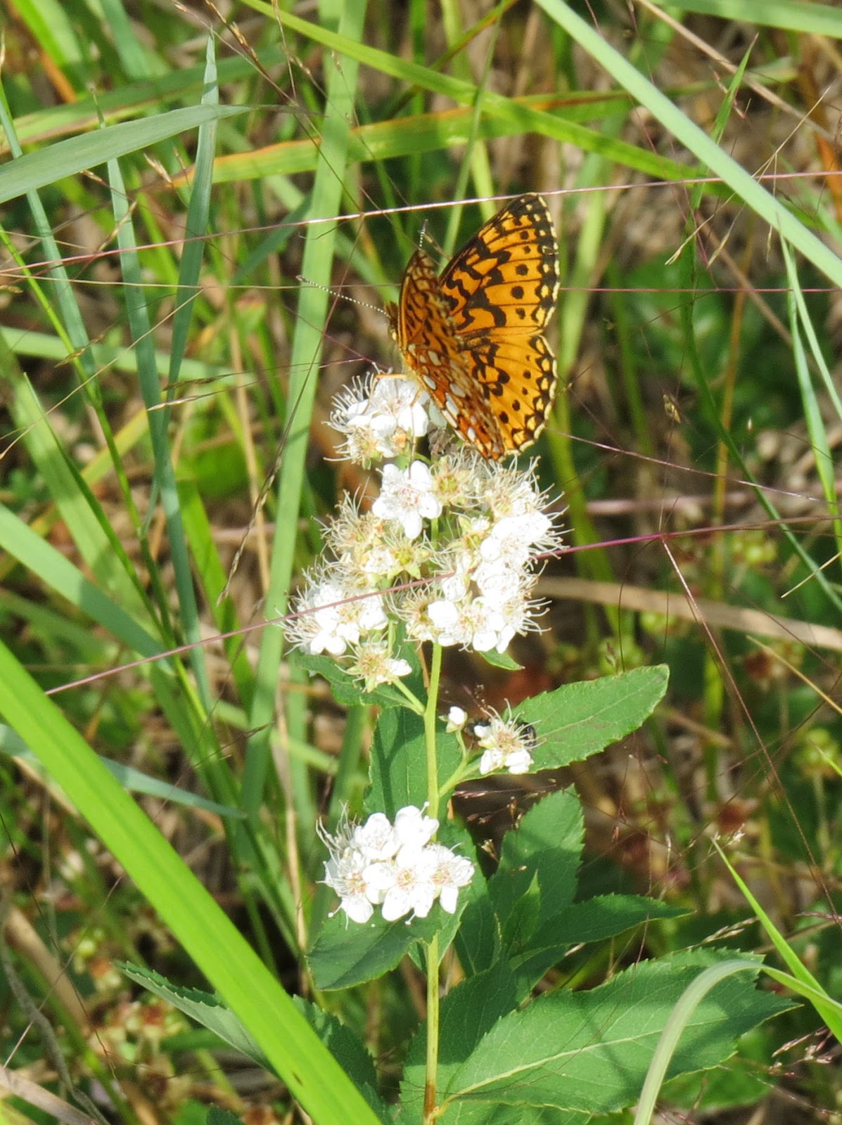 silver-bordered fritillary on meadowsweet