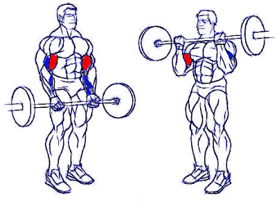 Curl bíceps barra ejercicio hombre rutina pesas