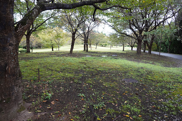 鳥取県西伯郡南部町鶴田　とっとり花回廊　桜の広場