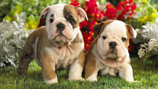 Puppies-Cute-HD-Wallpapers