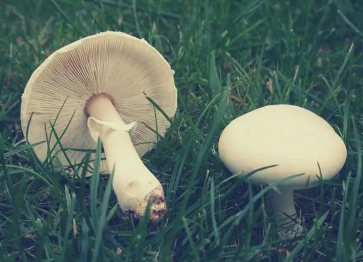 Top 10 Deadly Mushrooms | Check Once Before Eating a Mushroom