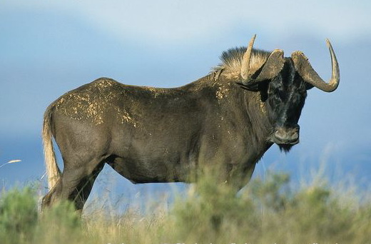 black wildebeest