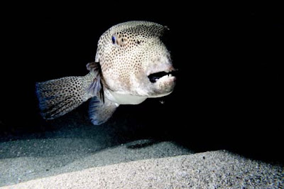 暴牙怪魚 - 暴牙怪魚 星斑叉鼻魨