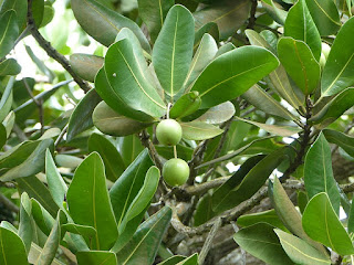 Takamaka des Bas - Tacamaca des Seychelles - Calophyllum inophyllum