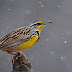 Eastern Meadowlark