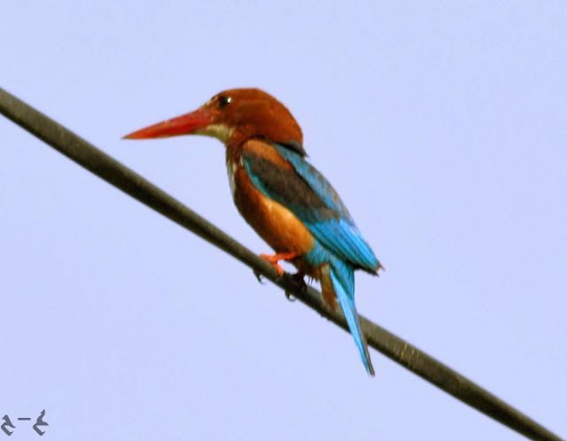 The white-throated kingfisher (Halcyon smyrnensis) also known as the white-breasted kingfisher or Smyrna kingfisher, is a tree kingfisher