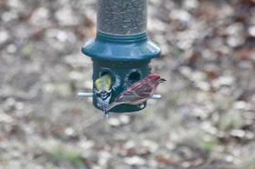 male goldfinch and purple finch at feeder