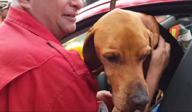 Titán, el perro que ha rescatado al menos a 26 personas en derrumbes de la CDMX.