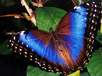 Wallpaper Beautiful Butterfly 