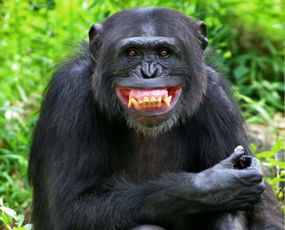 Funny Animals: Funny Chimp Face