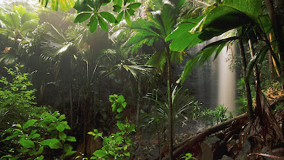 HD Jungle Wallpapers