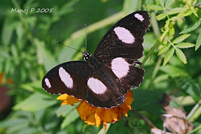 Danaid Eggfly Butterfly