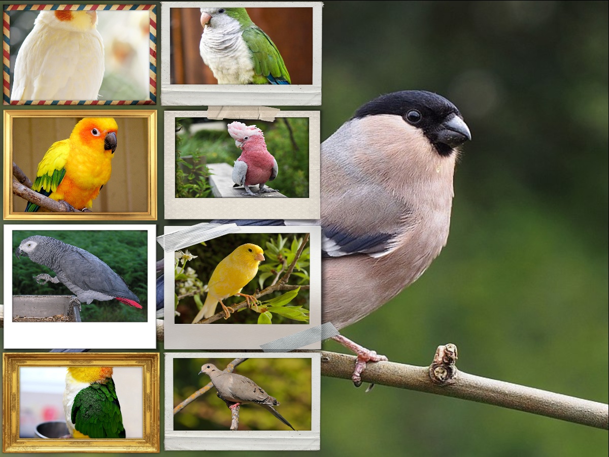 A collage of multiple pet birds including a Cockatiel, Budgerigar, African Grey Parrot, Quaker Parrot, Finch, Cockatoo, and Dove