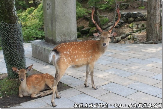 奈良梅花鹿公園，你在看我嗎？看我雄糾糾的鹿角。 