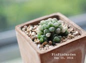 http://finfingarden.blogspot.com/2014/12/haworthia-cooperi-cactus-succulent.html