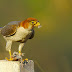 Red-necked Falcon with Kill