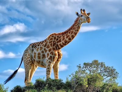 fotos de jirafas gigante