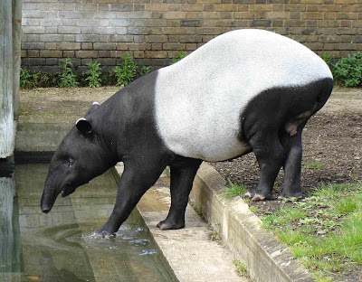 foto tapir asia atau malayan tapir