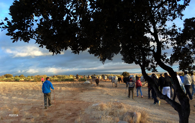 Lugros.Toros de la Peza