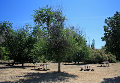 Merendero - Laguna de El Campillo (Rivas Vaciamadrid)