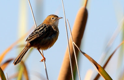 Foto Burung Golden Headed Cisticole