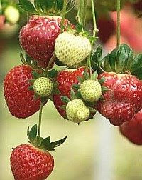 Irresistible red jewels: Fresh juicy strawberries.