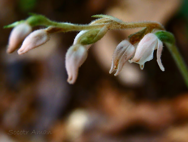 Goodyera schlechtendaliana