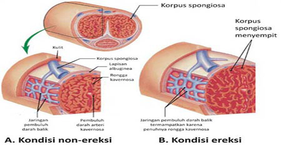 Jaringan Pada Penis